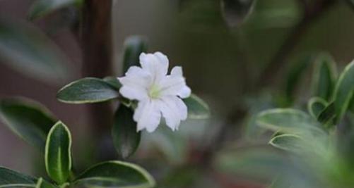 六月雪花语，岁月沉香（冬日寒冷）