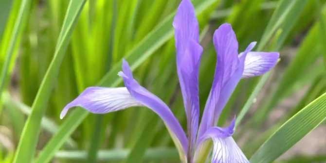 以马兰花花语的深意与含义（探寻以马兰花为主题的花语及其象征意义）