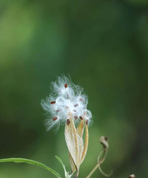 以马利筋花语之美（探寻以马利筋花语的深意）