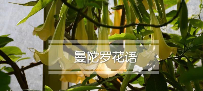 曼陀罗花语（以曼陀罗花为纽带）