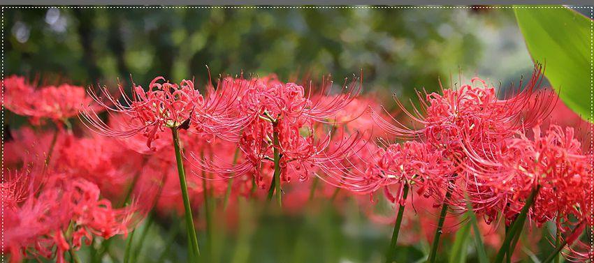 曼珠沙华——寄托情感的花海（美丽绽放的花朵）