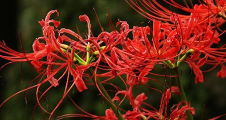 曼珠沙华花语与寓意（探寻曼珠沙华的美丽花语和深远寓意）