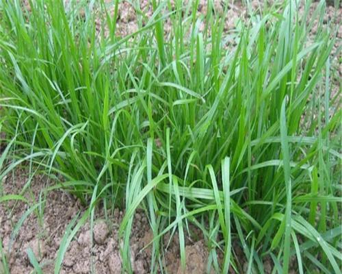 黑麦草种子发芽全解析（黑麦草种子发芽时间及影响因素分析）