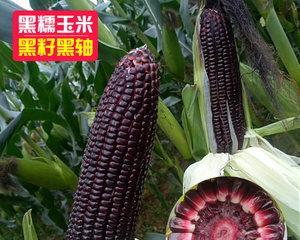 如何选择种植黑玉米的最佳时期（从播种到收成的全程指南）