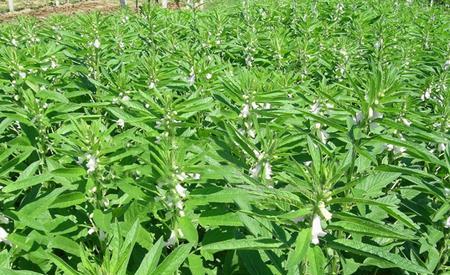 黑芝麻种植的最佳时间（掌握最佳种植时间）