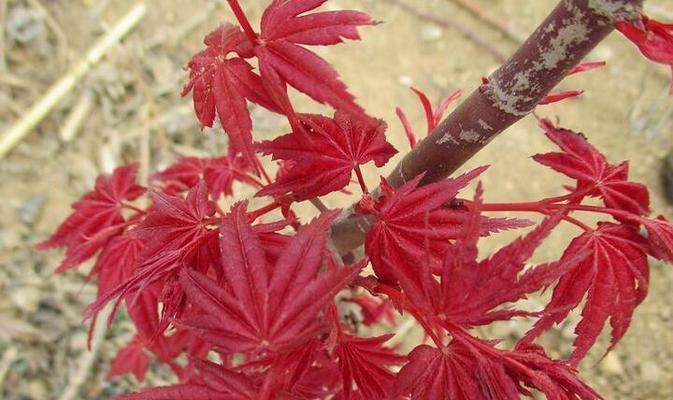 盛开的红枫花（探寻红枫花的美丽与神秘）