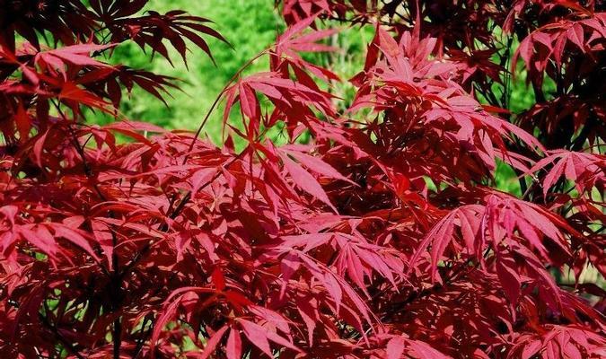 红枫种植指南（如何在适宜的时间种植红枫树）