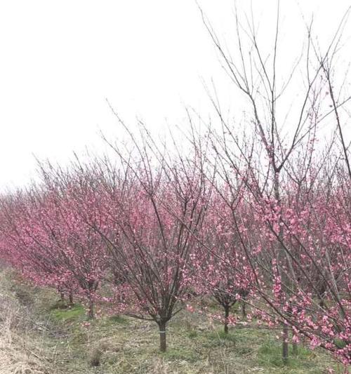 红梅是什么植物（解析红梅的乔灌属性及特点）