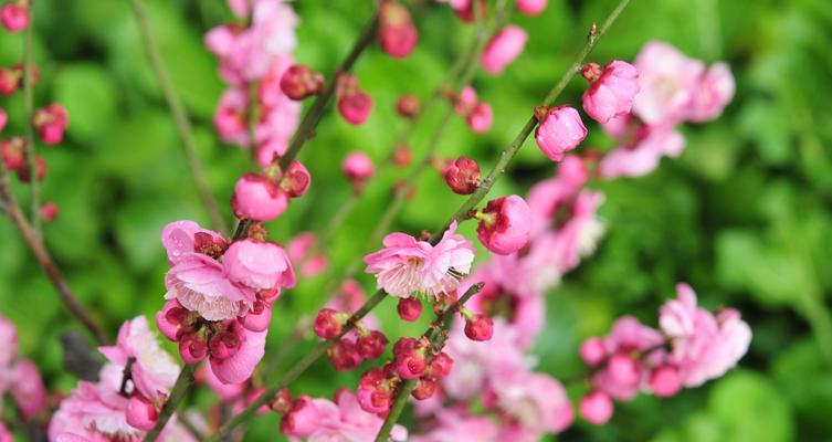 松红梅的花期特点（探究松红梅一年开几次花及其生长习性）