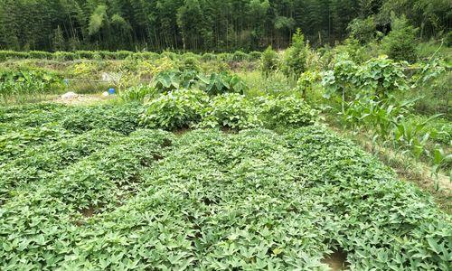 红薯种植的最佳月份（选择合适的时间）