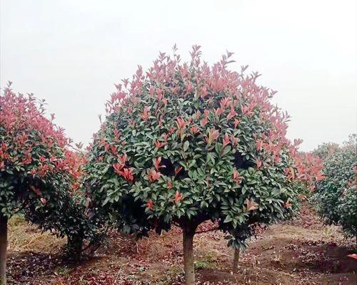 红叶石楠是常绿植物吗（探究红叶石楠的季节变化和生长特点）