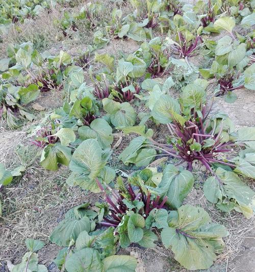 红油菜苔种植时间和方法（菜苔种植的最佳时间及基本步骤）