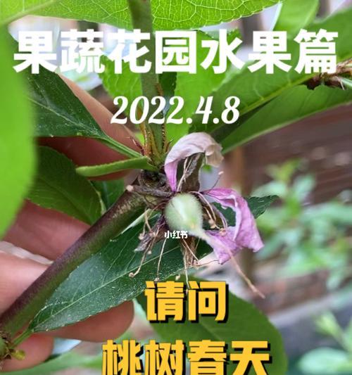 后院种桃树有什么好处？让你的后院更美丽