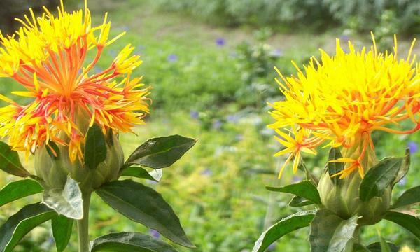 沙洲蕃红花（探寻沙洲蕃红花的魅力与传奇）