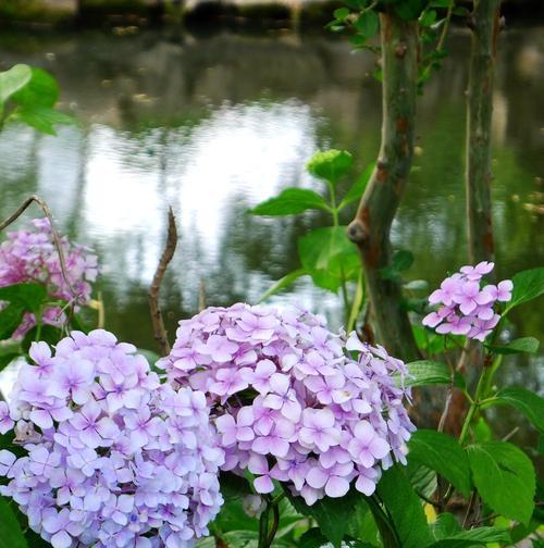 八仙花寓意与魅力（揭秘八仙花的吉祥寓意与美丽花姿）