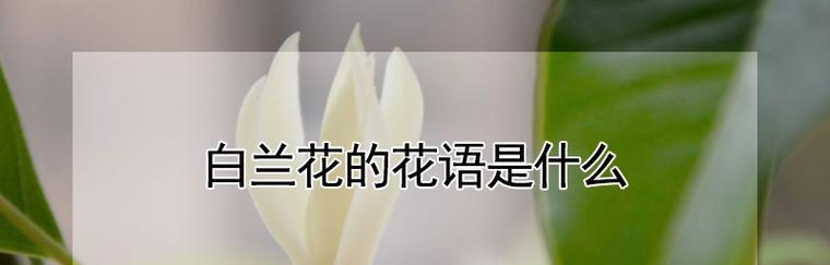 白兰花花语（探寻白兰花的花语与意义）