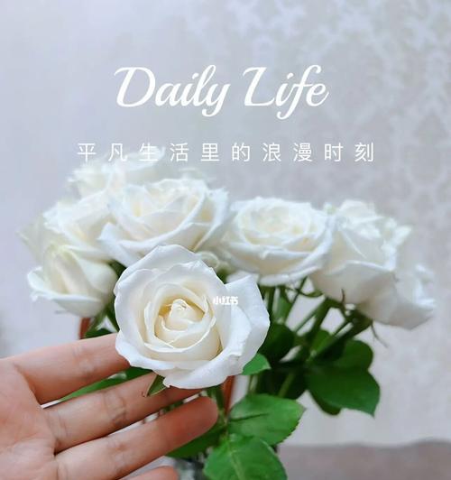 白玫瑰花语的意义与传承（白玫瑰花语的浪漫与纯洁）