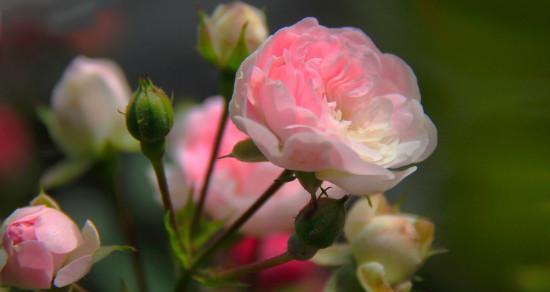 白蔷薇花语与美好情感（传递爱与祝福的花朵）