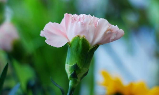 白色康乃馨的花语（康乃馨的花语）