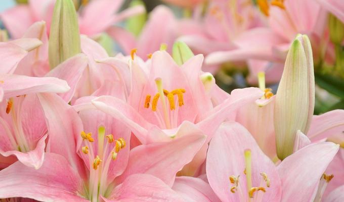 百合花的花语意义（百合花所传达的美好寓意与象征）