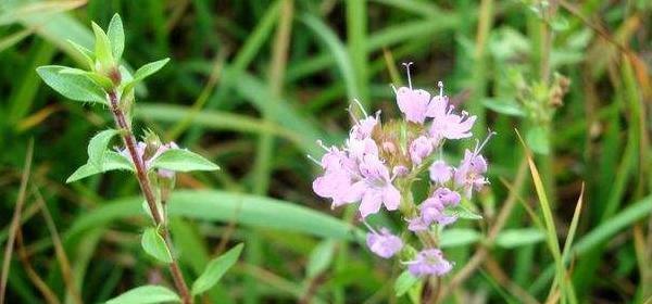 百里香花语与生活智慧（百里香花语的启示及应用）