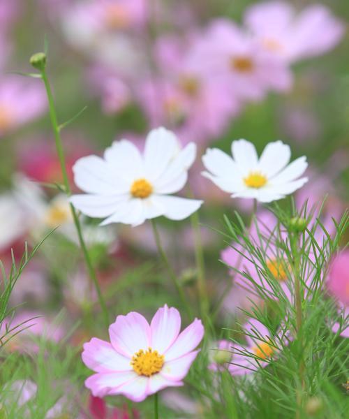 花语之谜（探寻特殊花朵背后的花语密码）