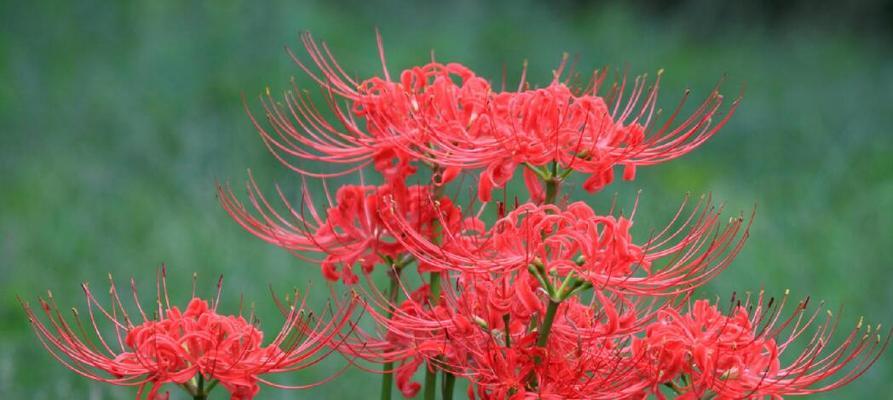 彼岸花的花语是什么？探索彼岸花的花语和意义