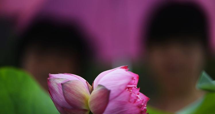 并蒂莲花寓意是什么？美丽和谐的并蒂莲花