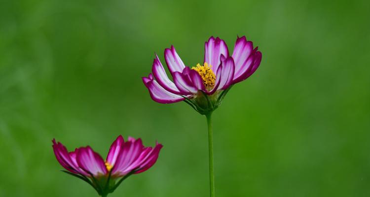 花开又花谢，波斯菊花语是什么？用波斯菊的花语传递爱与希望