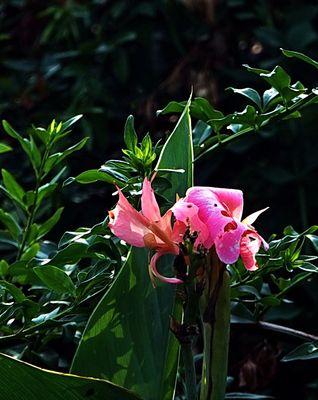 菖蒲的花语与文化背景是什么？菖蒲的历史沿革与象征意义