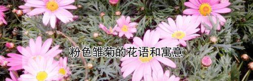 雏菊的花语之色彩盛宴是什么？五彩斑斓的花海中的情感传递