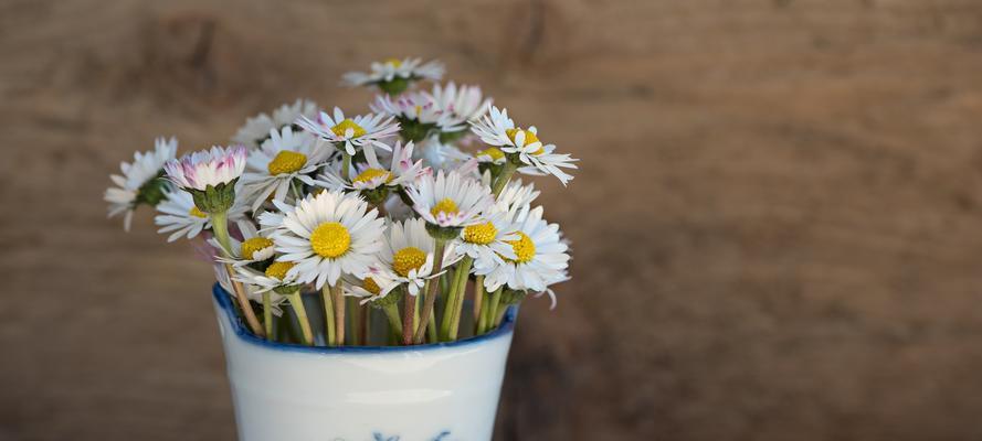 雏菊花的寓意是什么？揭示雏菊花的象征意义与内涵