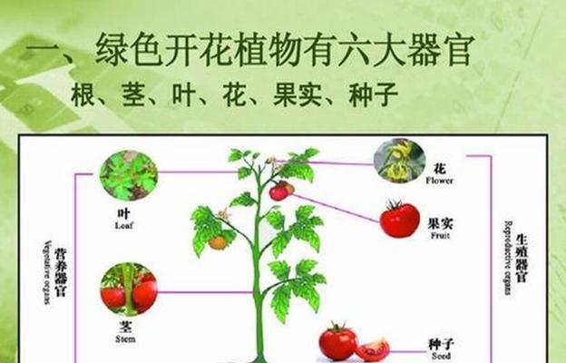 芒果钻心虫的防治方法（打造无虫果园）