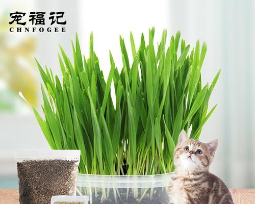 猫草的水培方法（用水培养猫草）