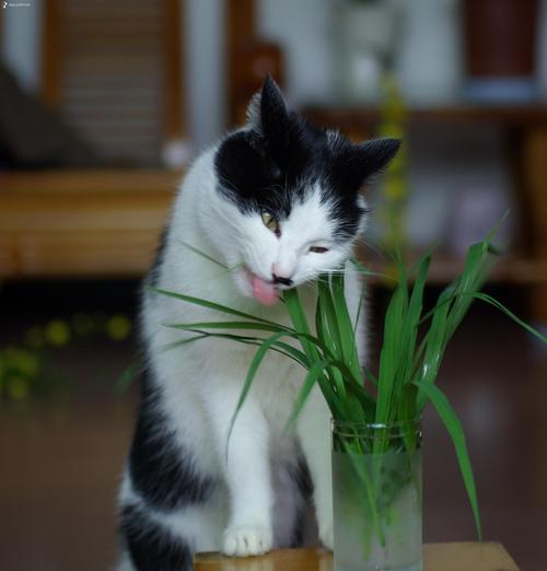 猫可以吃核桃吗（了解宠物猫的饮食习惯及注意事项）