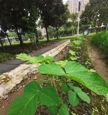 毛豆发芽了能否食用（发芽的毛豆能不能吃）