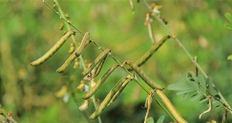 毛豆是双子叶植物吗（探究毛豆的分类及特征）