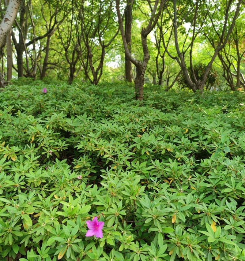 毛杜鹃花期是什么时候（了解毛杜鹃的开花时间）