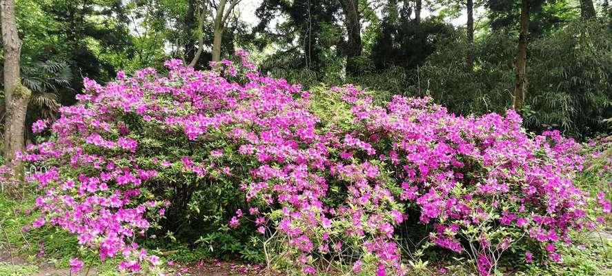 毛杜鹃的开花习惯（探究毛杜鹃为什么一年只开一次花）