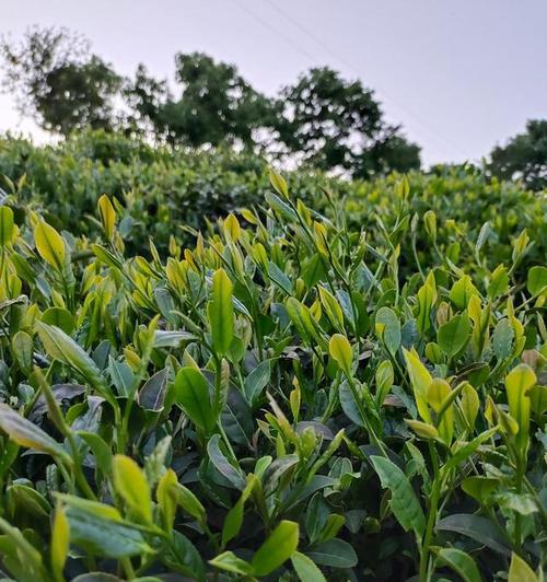 毛尖茶的采摘和收获季节（了解毛尖茶的生长周期和采摘时间）