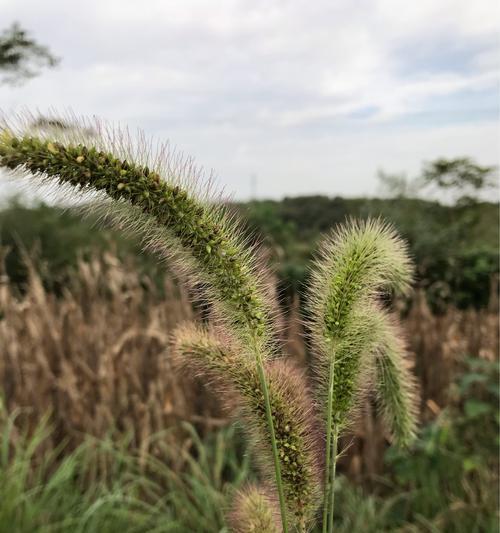 毛毛树——落叶乔木的代表（了解毛毛树的特点和生长习性）