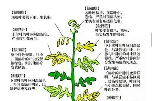 玫瑰花病虫害防治技术与方法（保护花园中的绝色之花）