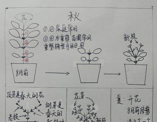 如何修剪玫瑰花苗（一步步教你如何修剪玫瑰花苗）