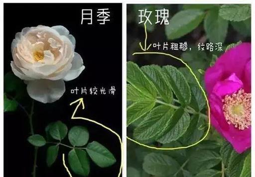 玫瑰花扦插的最佳时间是什么时候？了解正确时间