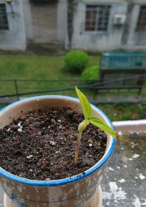 几天才能看到玫瑰花种子发芽？玫瑰花种子发芽时间及方法探讨