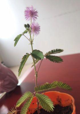 含羞草开花的意义及象征（探寻含羞草开花所蕴含的神秘力量）