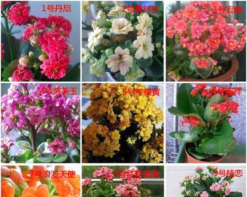 四季花开，花香袭人（盘点四季开花的植物花卉）