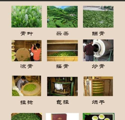 四季兰花期及其特点（探究四季兰的四季开花周期与优点）