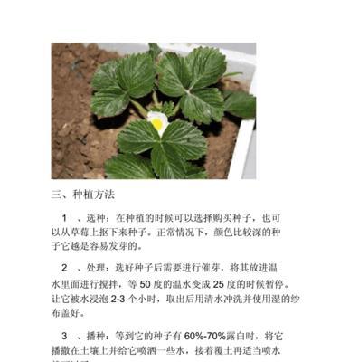 四季青草种子的种植方法（选择好品种）