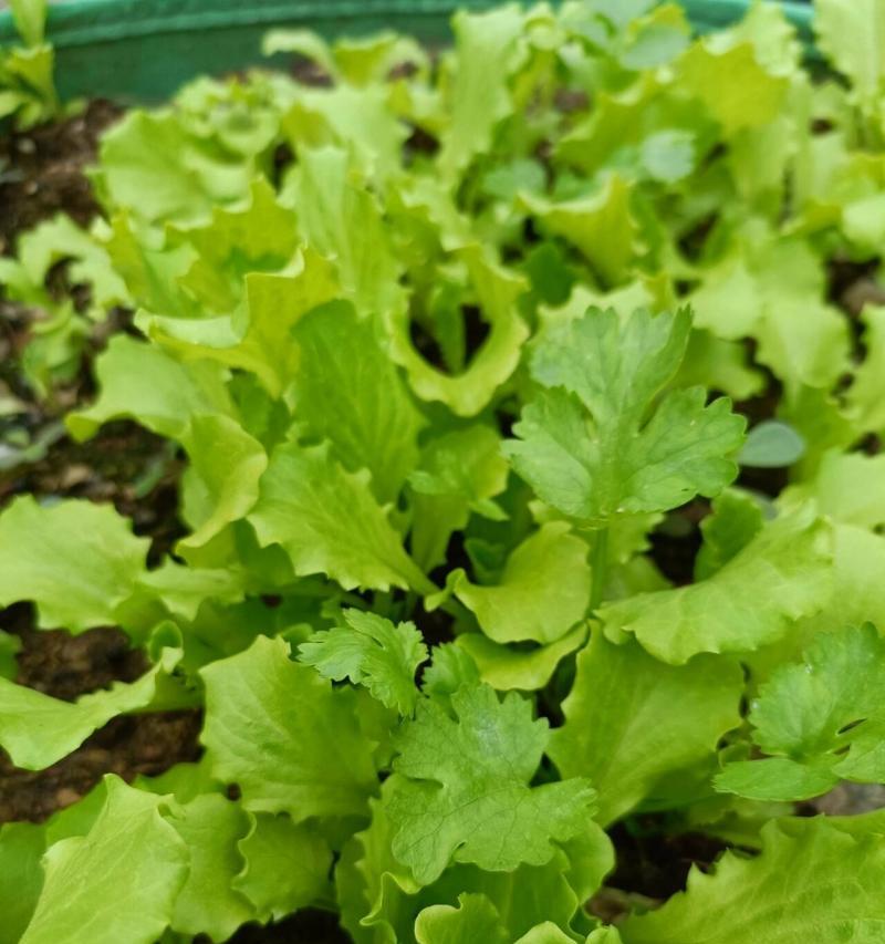 四九菜心的种植及注意事项（合适的种植时间）